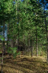 Pine forest. Evergreen coniferous trees