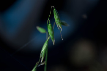 Green young oats sowing closeup.