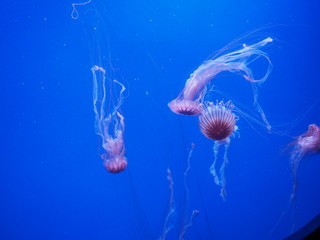 Oceanographic Aquarium Valencia Spain