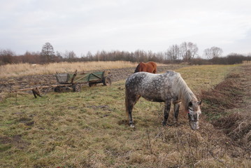 Naklejka na ściany i meble the tied horse grazes on the pasture in autumn