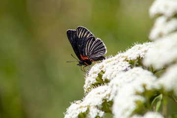 Mariposa posada sobre flor blanca