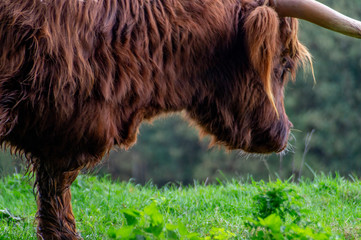 highland cattle in the field