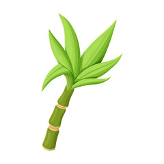 Fototapeta na wymiar Leaves of sugarcane vector icon.Cartoon vector icon isolated on white background leaves of sugarcane .