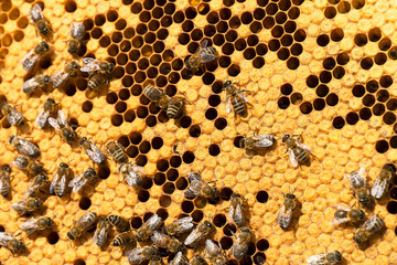 Working bees on honeycombs in beehives in an apiary. Honey-filled frame with honeycombs closeup,...