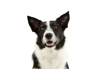attentive border collie dog lookign up. isolated on white background.