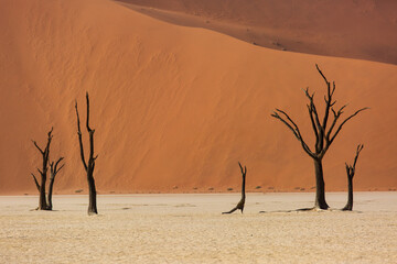 Fototapeta na wymiar Silhouettes of dry hundred years old trees in the desert among red sand dunes. Unusual surreal alien landscape with dead skeletons trees. Deadvlei, Namib-Naukluft National Park, Namibia. Namib desert