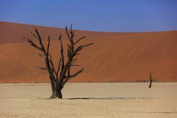 Silhouettes of dry hundred years old trees in the desert among red sand dunes. Unusual surreal alien landscape with dead skeletons trees. Deadvlei, Namib-Naukluft National Park, Namibia. Namib desert