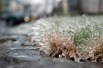 Ice covering grass from freezing rain storm in winter