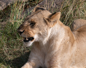 Obraz na płótnie Canvas Lioness closeup