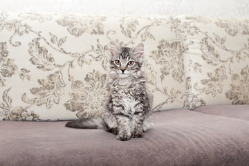 british gray kitten, striped three color kitten on the couch at home