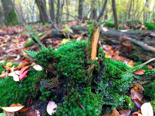 Moos an den Wurzeln eines umgekippten Baum