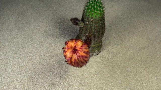 Time lapse of orange cactus flower blooming on natural desert background