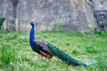 Obraz premium Beautiful male peacock on green grass.