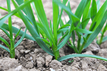 Autumn shoots of winter wheat