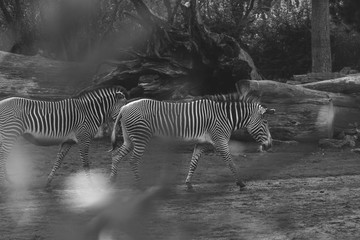 Fototapeta na wymiar Zebras in Schwarz-weiß