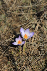 Spring crocus flower.