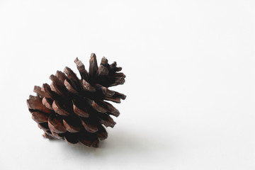 pine cone on white background