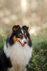 Fototapeta na wymiar dog in forest. Sunlight. Pet on the nature. Sheltie tricolor in nature