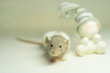mouse on a white background with a toy. Concept of happiness, holiday, gift, happy new year, Chinese symbol
