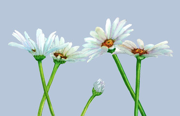 Chamomile flowers on a gray background. Freehand watercolor drawing