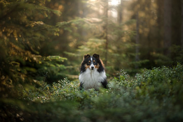 Naklejka na ściany i meble dog in forest. Sunlight. Pet on the nature. Sheltie tricolor in nature