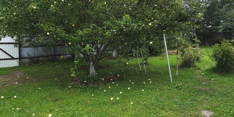 Apple tree with ripe apples on the branches in the summer garden 
