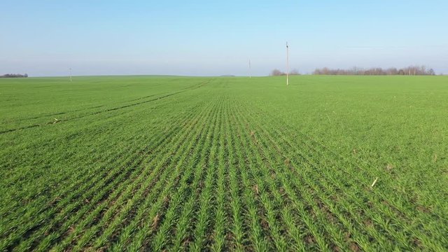 New shoots of a winter wheat on a spring field. Drone flight.  Spring winter wheat field. Shoots of wheat in a field on the ground. Cultivation of cereals.