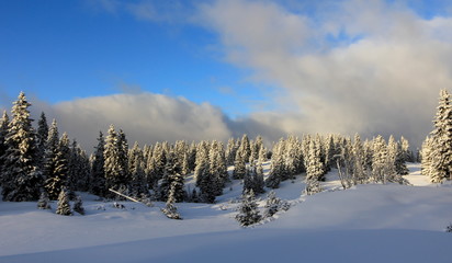 very beautiful winter landscape with fir trees