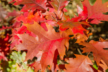 Oak tree leaves in autumn on a sunny day 
