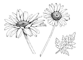 Chamomile flower, black and white freehand drawing