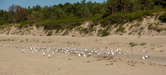 sea birds sitting on a beach