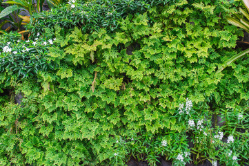 Green garden wall background