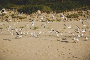 sea gulls are starting to fly