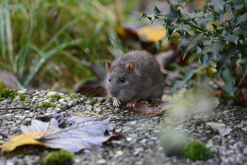 Ratte im Garten