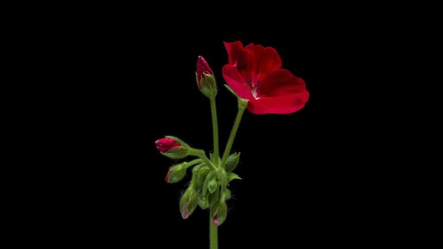 Timelapse of beautiful red flowers blooming on black background