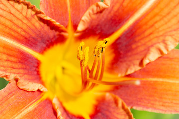 Flower of the orange daylily, closeup. Daylily pistil and stamens, bright orange flower