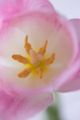 White pink tulip with yellow stamens and pistils, vertical closeup soft focus.