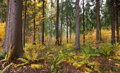 Fototapeta na wymiar Autumn forest, tree trunks, yellow leaves