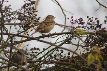 Wróbel ,ptak , ptak na drzewie