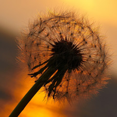Dandelion in the evening sun