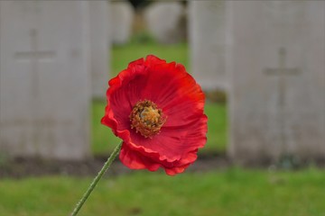 Close-up of a silk remembrance poppy at a war cemetery