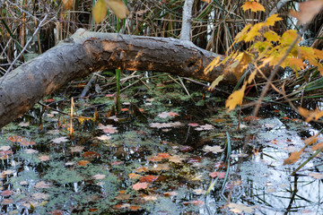 Fallen Autumn Leaves on a standing water surface of a swamp area. Fall season motive. Back to Nature concept.