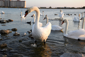 Swan is a symbol of love and fidelity.