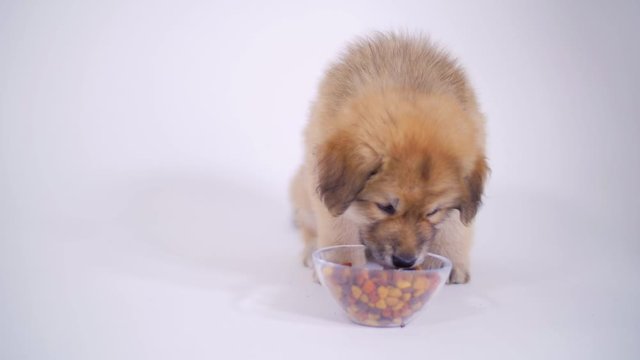 Puppy Dog Wide Shot Eating From Her Food Bowl On White Background