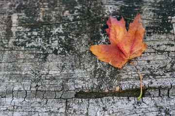 Orange reddish autumn single Maple Leaf on natural old wood. Fall season motive. Back to Nature concept. With copy space. Blank for text.