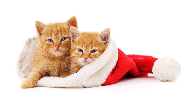 Kittens in the hat Santa.