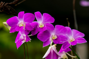 Violet orchids flower close up