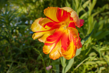 Fototapeta premium Tulipan jest jasnożółty z czerwonymi rozwodami w momencie pełnego otwarcia kwiatu.