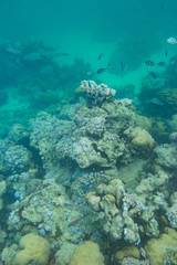 Fototapeta na wymiar Indian Ocean Corals