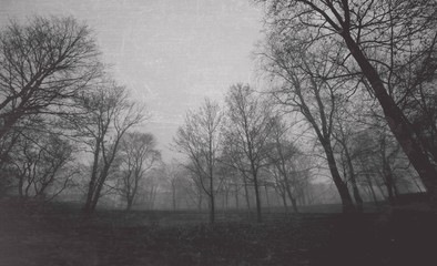 vintage trees at fog